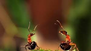 Муравьиная кислота