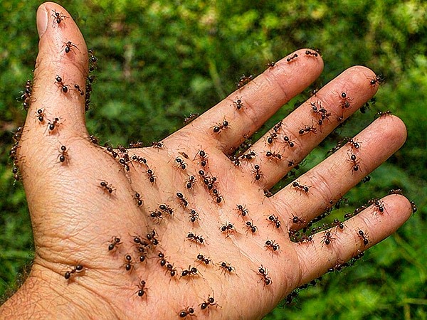 Муравьи на руке